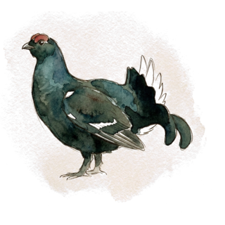 Painted black grouse cock, the Orre emblem